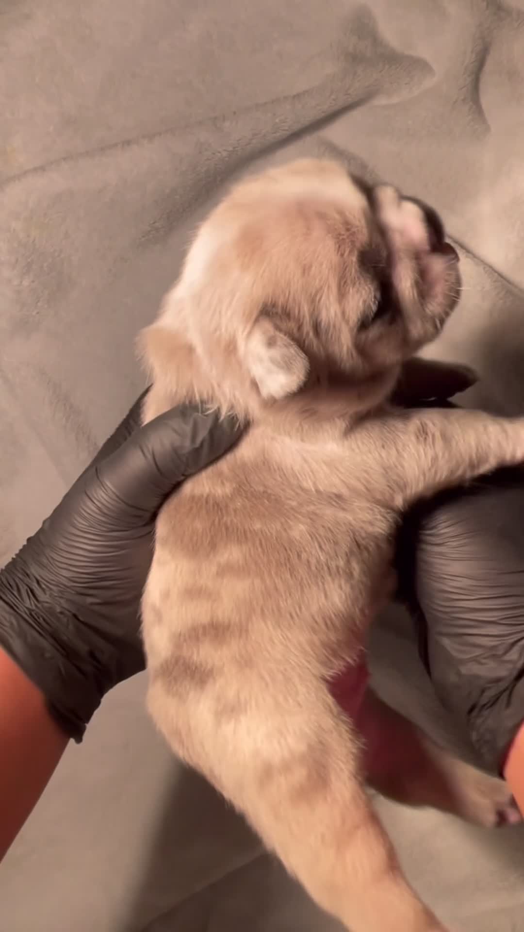 French Bulldog dogs for sale: Obi - FEMALE - Video 1
