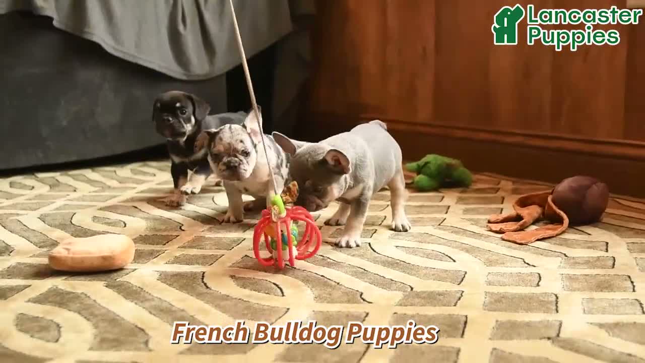 French Bulldog dogs for sale: Tanker - Video 1