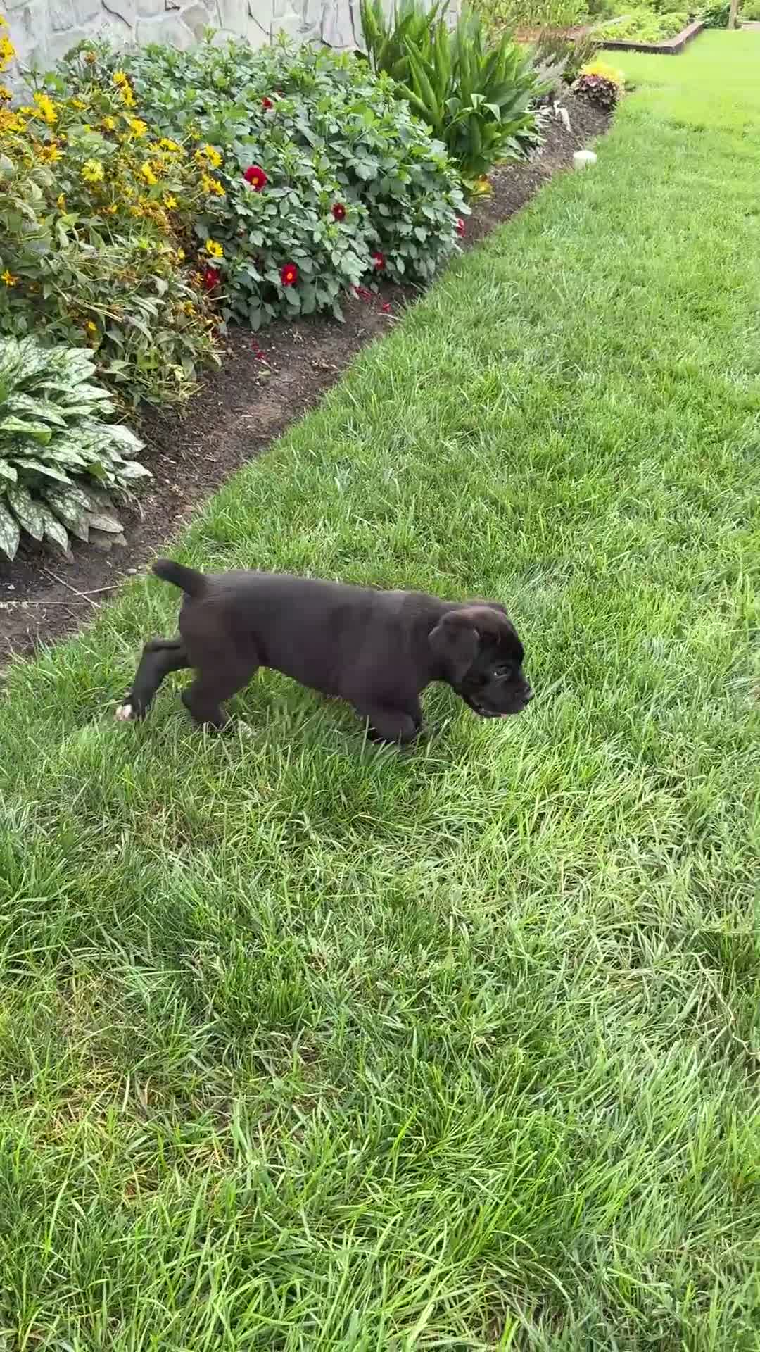 Cane Corso dogs for sale: Kody - Video 1