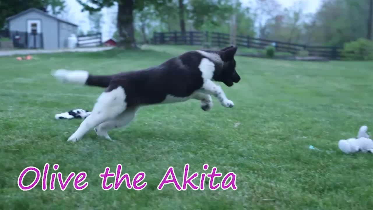 Akita dogs for sale: Olive - Video 1