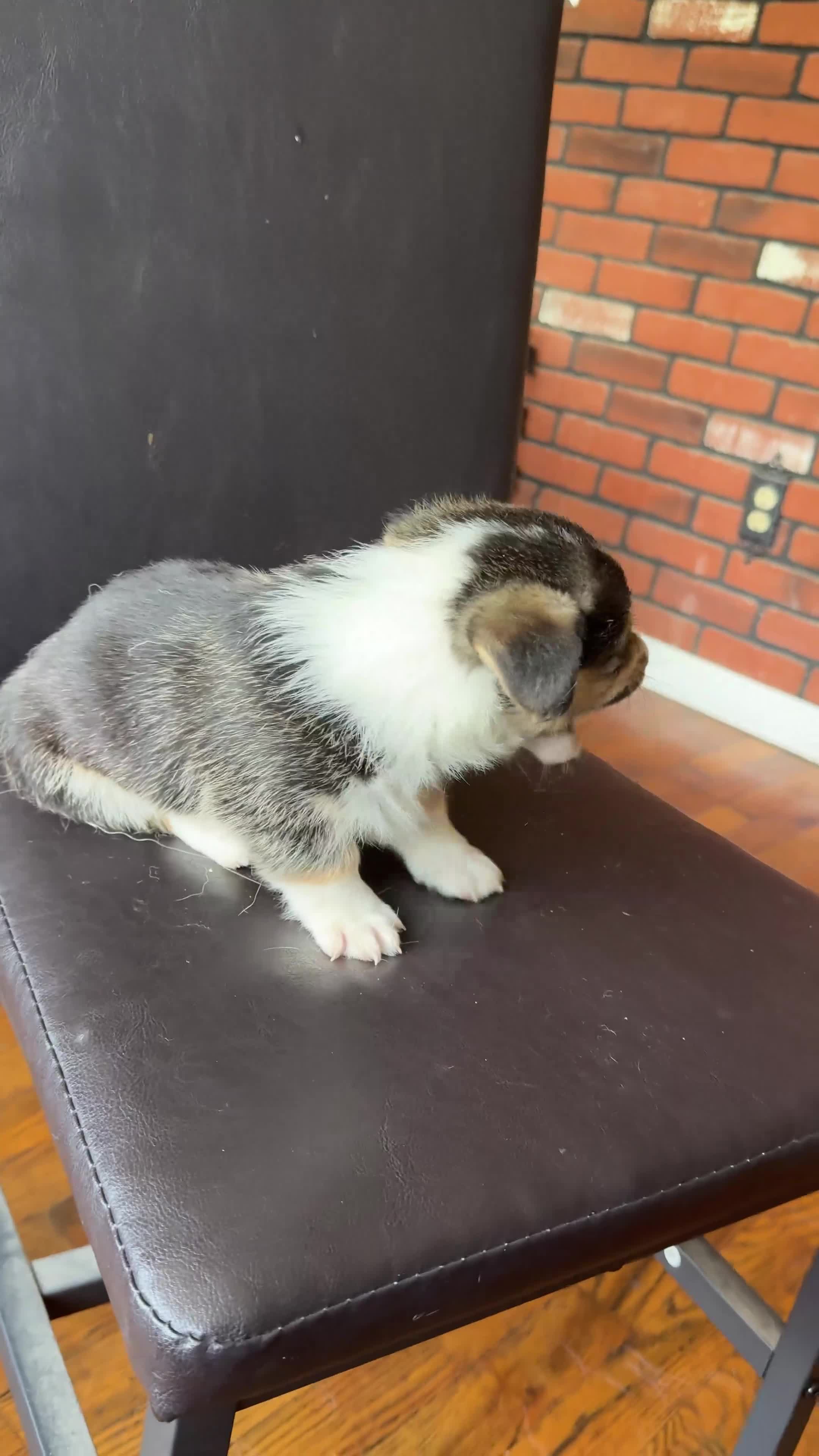 Welsh Corgi Pembroke dogs for sale: Bob - Video 1