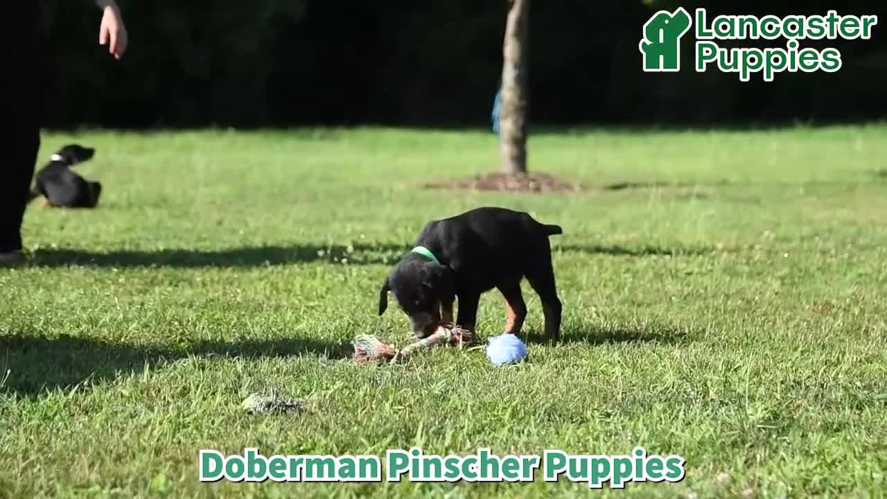 Doberman Pinscher dogs for sale: Penny - Video 1