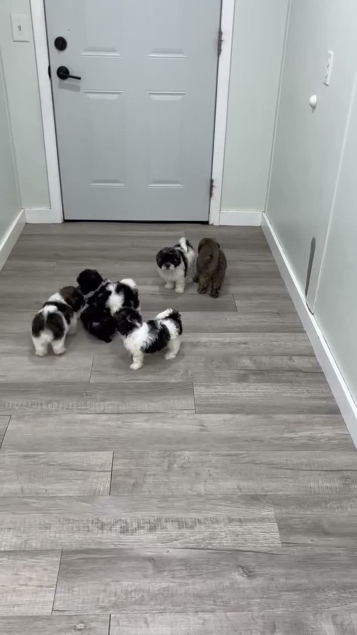 Shihpoo dogs for sale: Jewel - Video 2