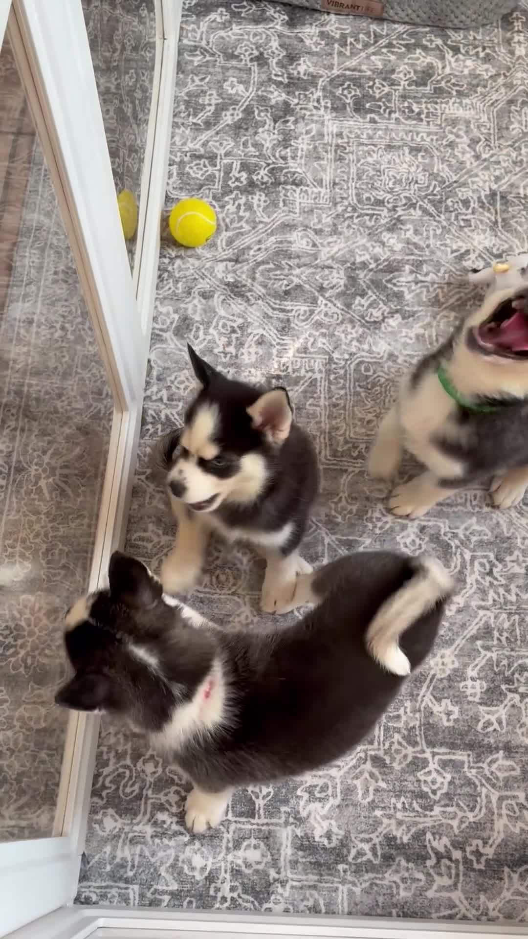 Pomsky dogs for sale: Little Man - Yellow Collar  - Video 1