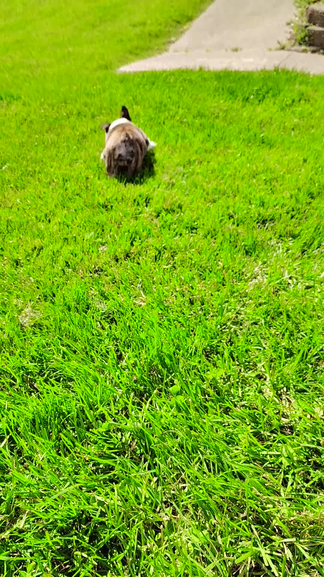 English Bulldog dogs for sale: Chloe  - Video 1