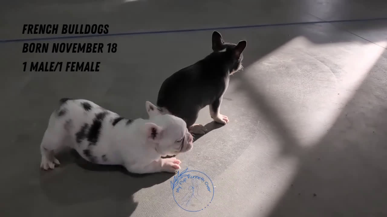 French Bulldog dogs for sale: Xander - Video 5