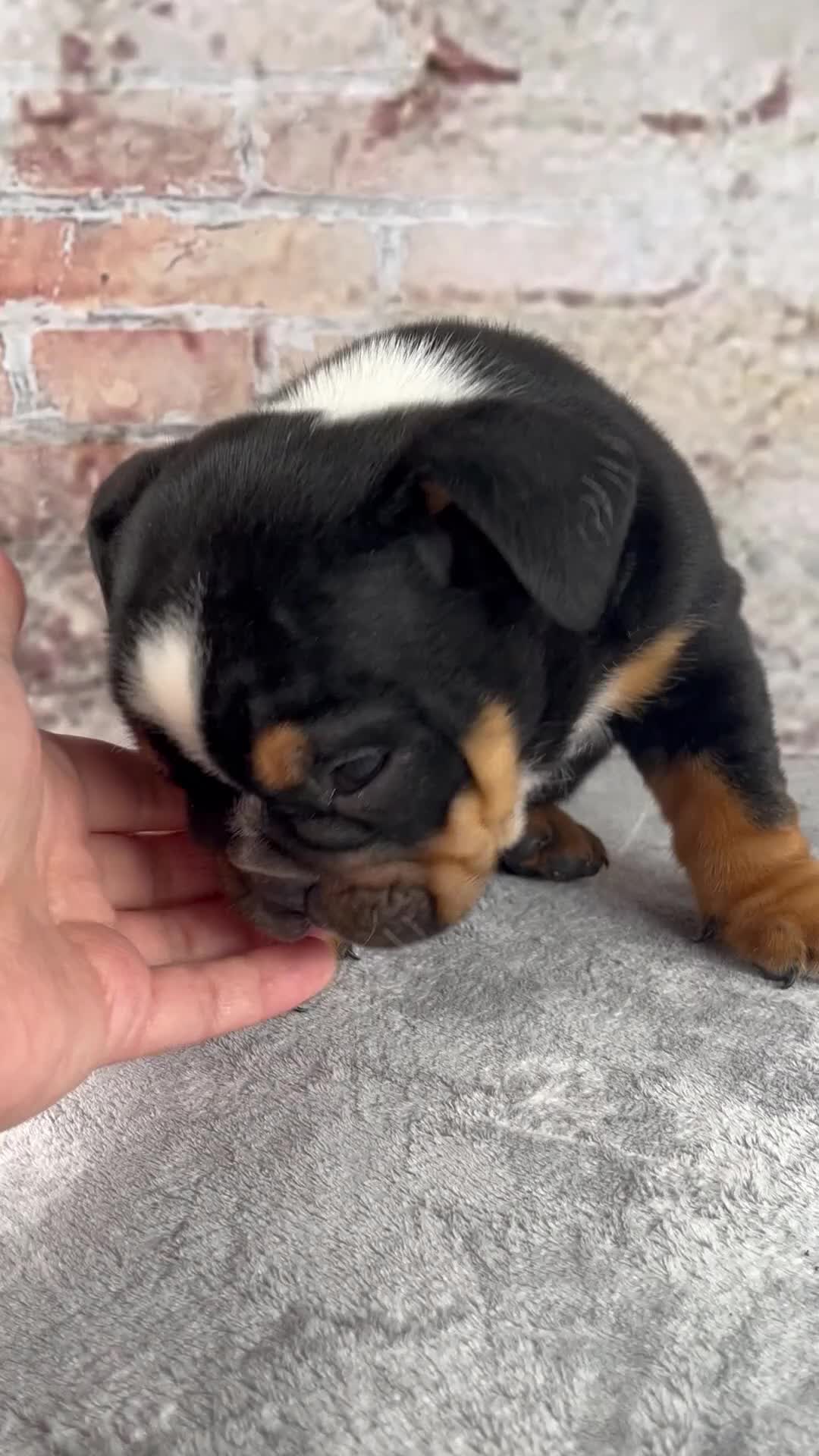 Beabull dogs for sale: Grady - Video 1
