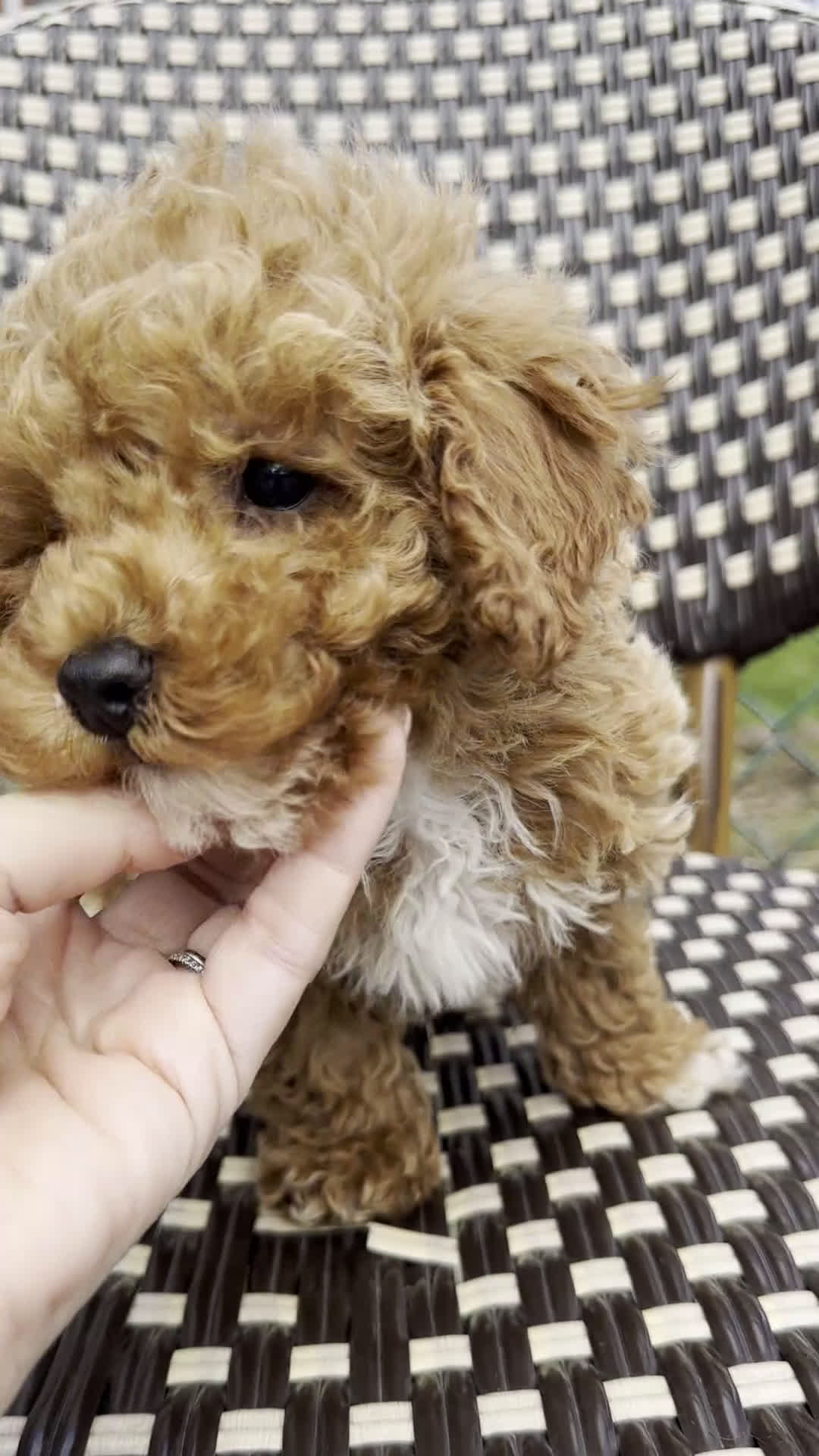 Toy Poodle dogs for sale: Charlie- Home Raised POTTY TRAINING - Video 2