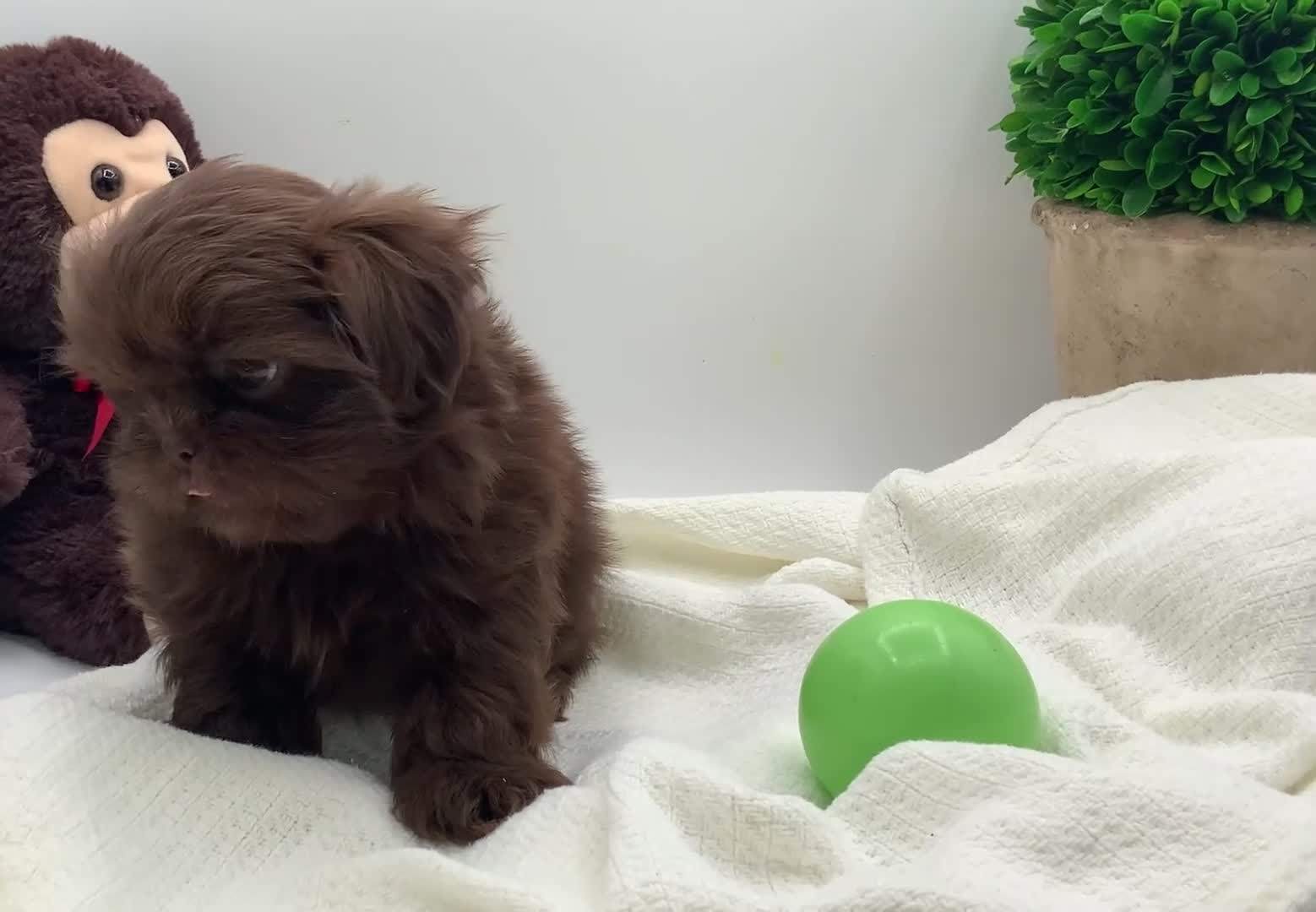 Shih Tzu dogs for sale: Kingston - Video 2