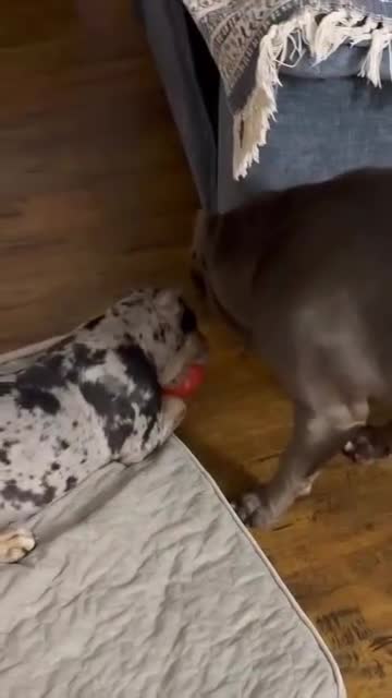 American Pit Bull Terrier dogs for sale: Neville  - Video 1