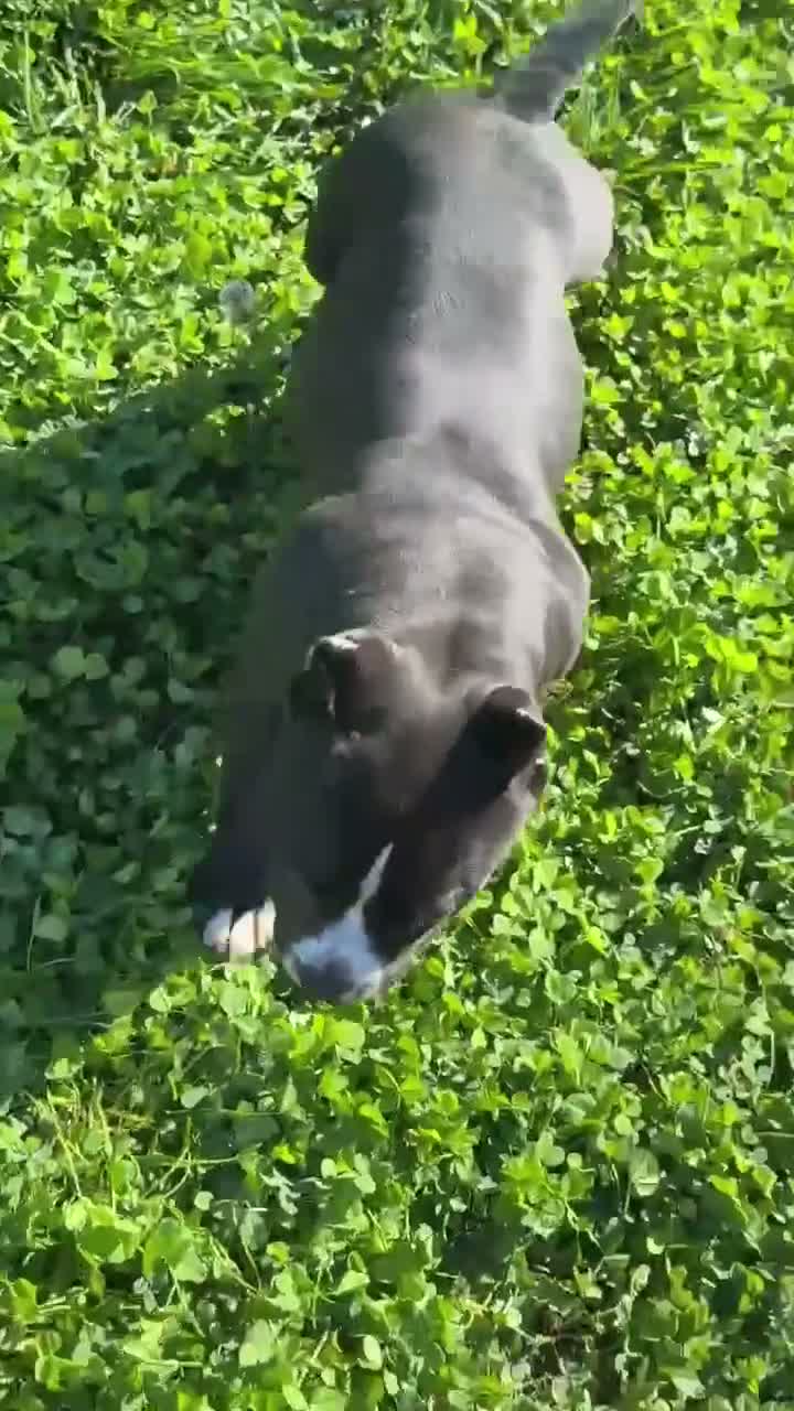 American Bully dogs for sale: Maverick - Video 1