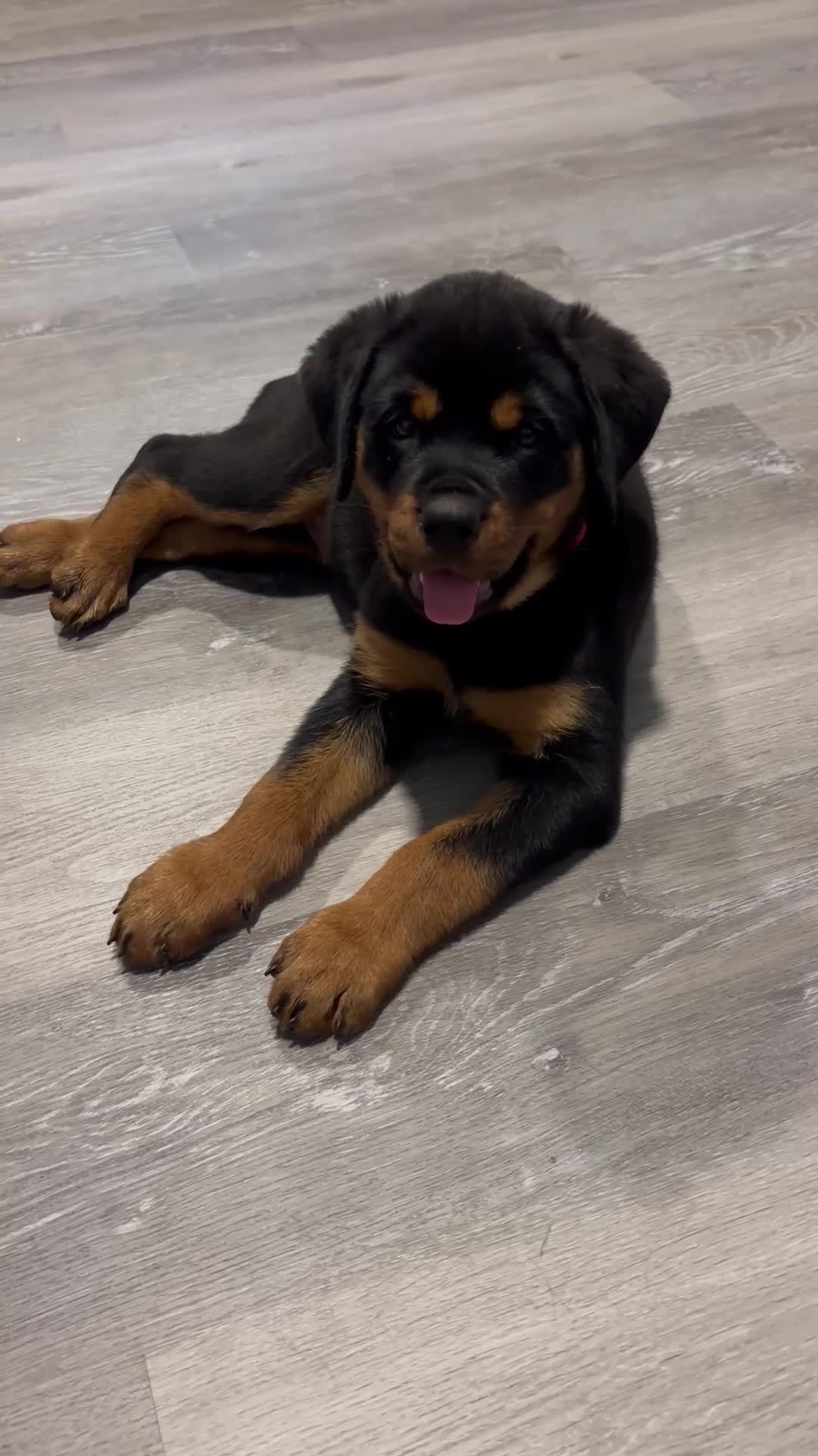 Rottweiler dogs for sale: Babs - Video 1