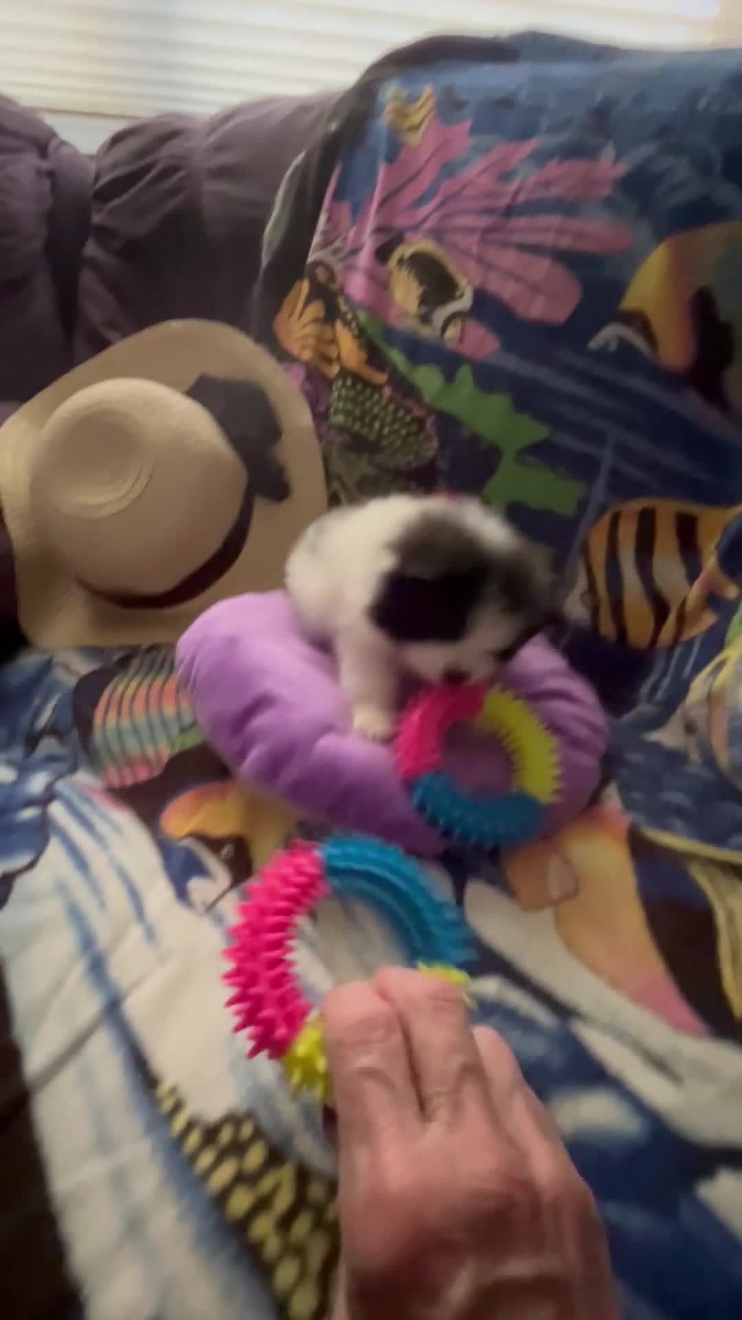 Pomeranian dogs for sale: Pomeranian Puppy 1 - Video 2