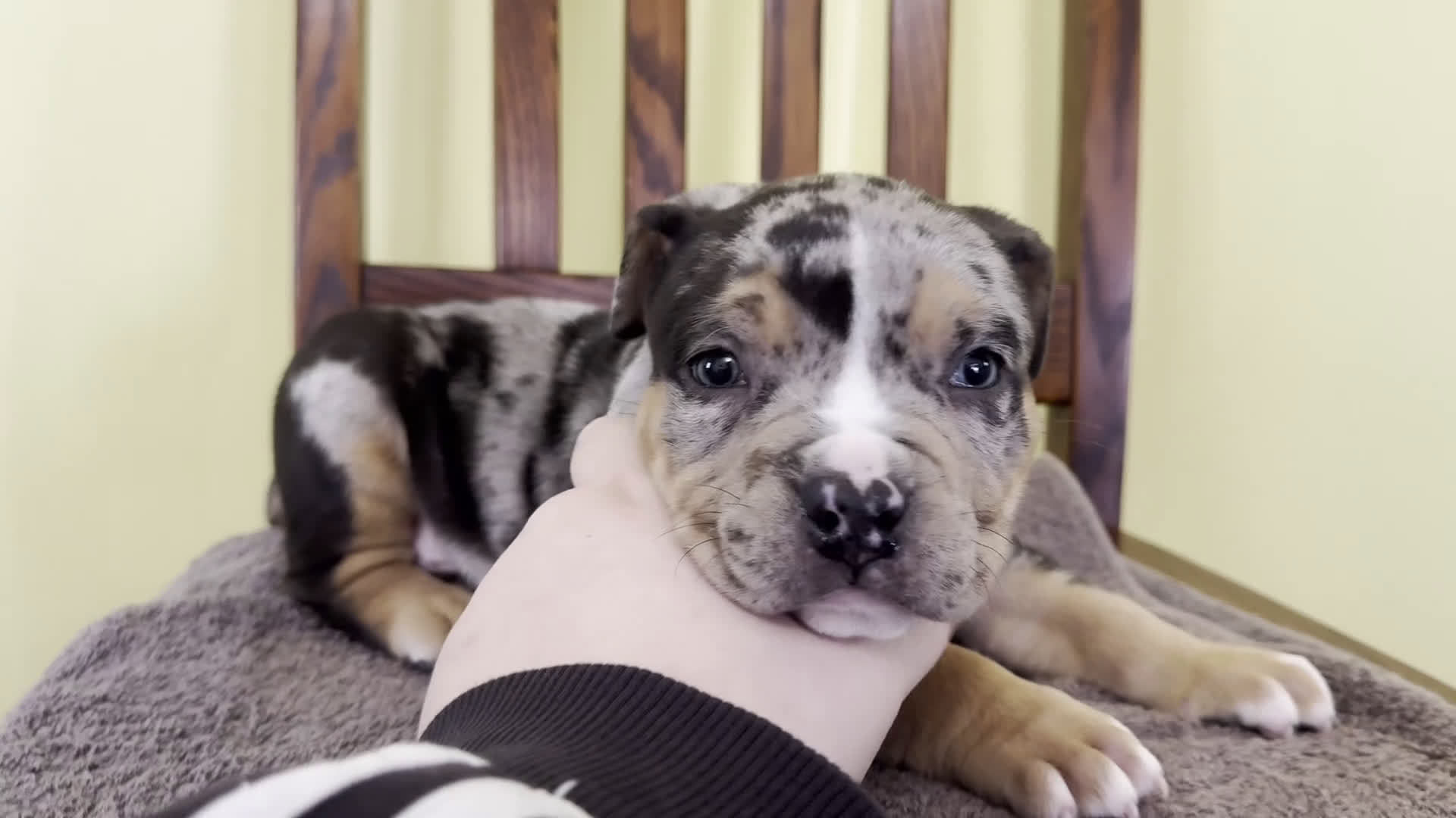 American Bully dogs for sale: Ezra - Video 1
