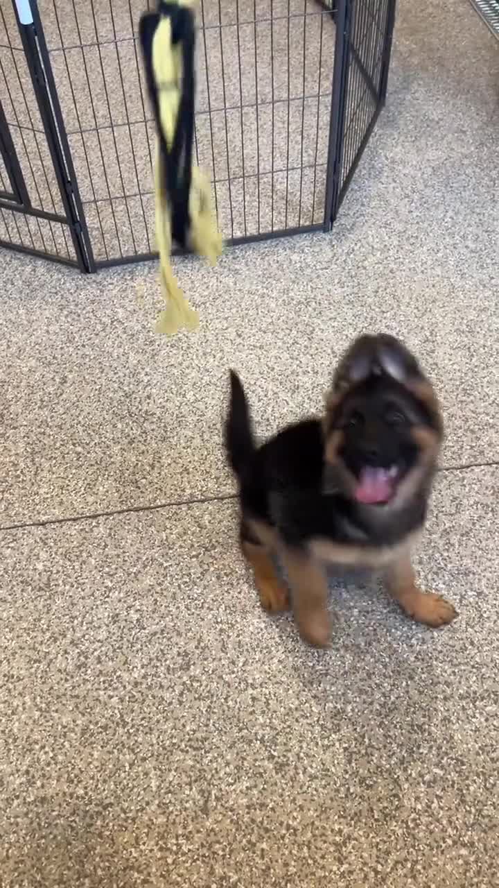 German Shepherd dogs for sale: Babette - Video 1