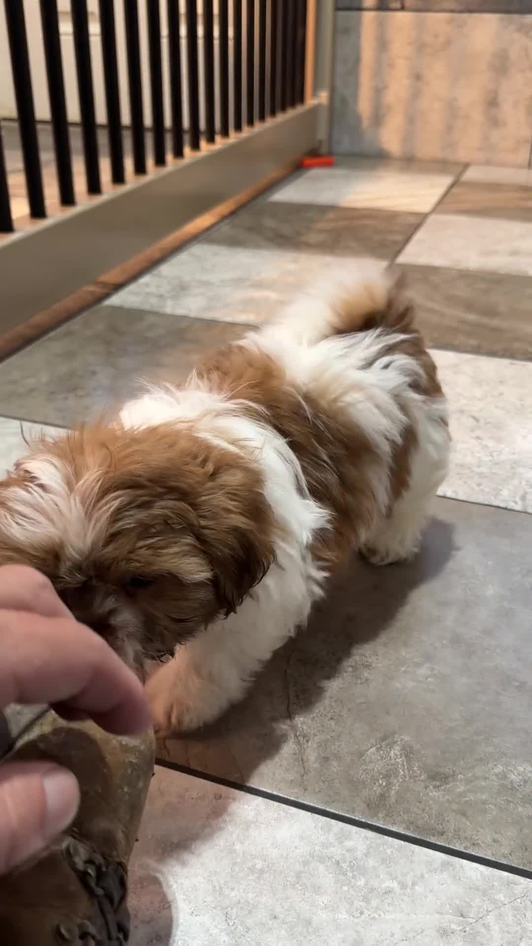 Shih Tzu dogs for sale: Emily - Video 1
