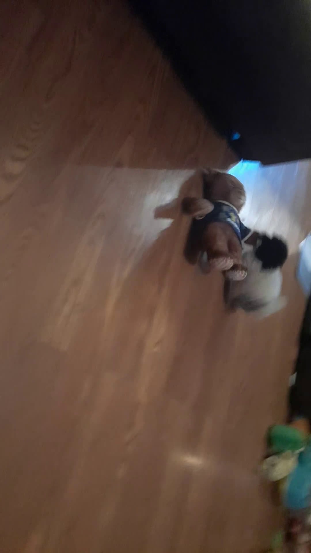 Miniature Poodle dogs for sale: Louise ♡ - Video 1