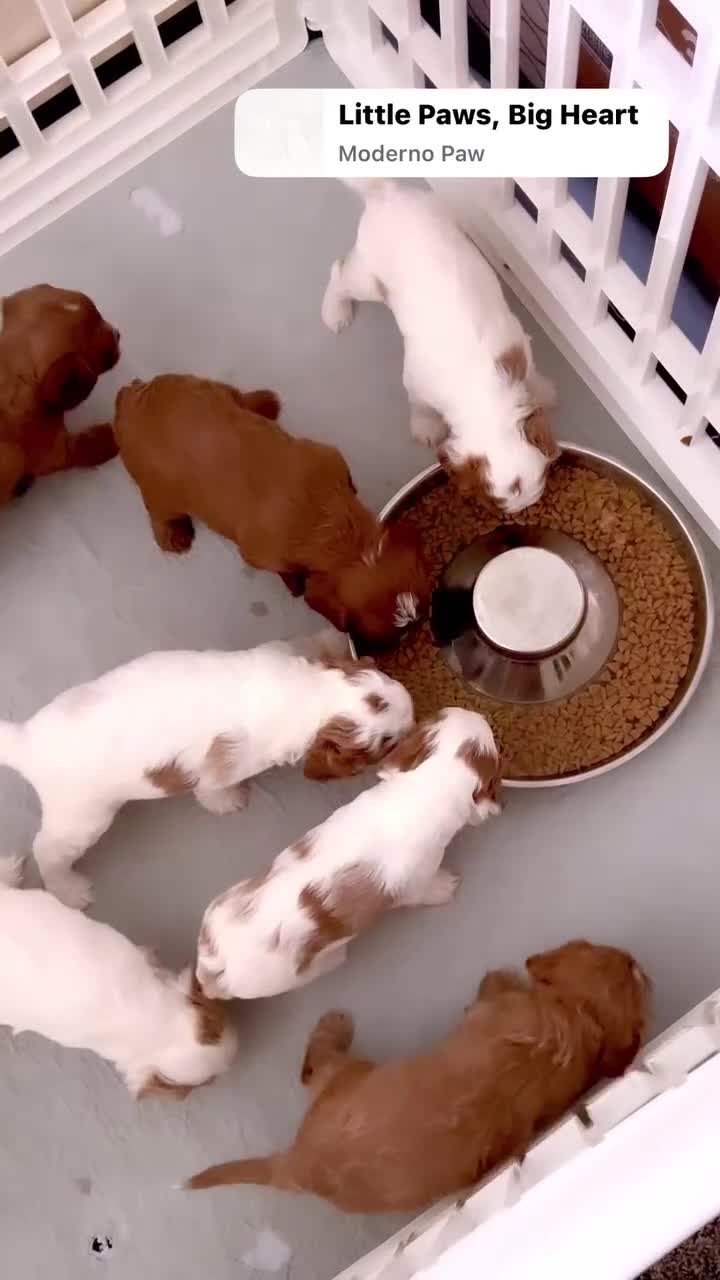 Cavapoo dogs for sale: Nala 💗 - Video 2