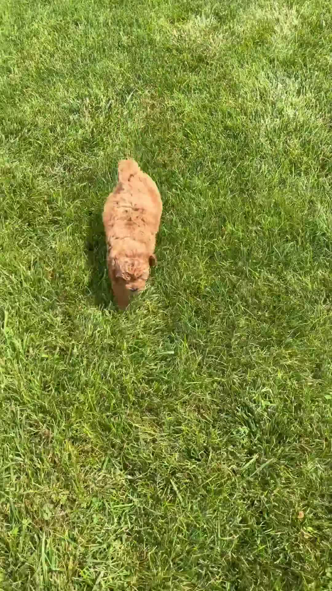 Miniature Labradoodle dogs for sale: Madison - Video 4