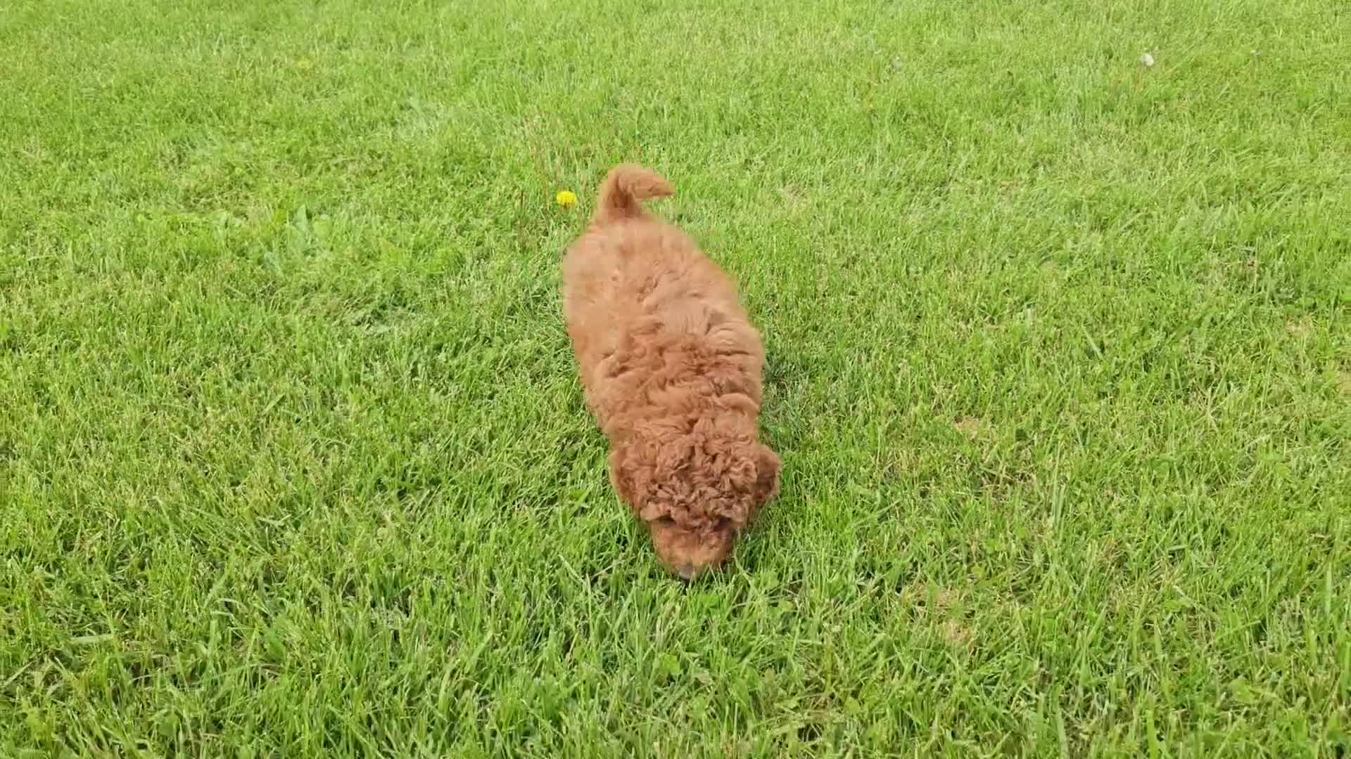 Mini Goldendoodle dogs for sale: Brady - Video 1