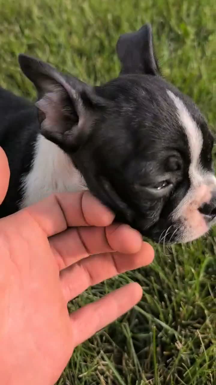 Boston Terrier dogs for sale: Tessa - Video 1