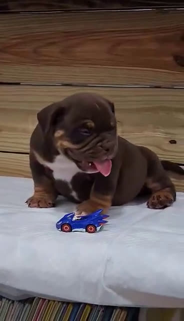 American Bully dogs for sale: American Bully Puppy 1 - Video 4