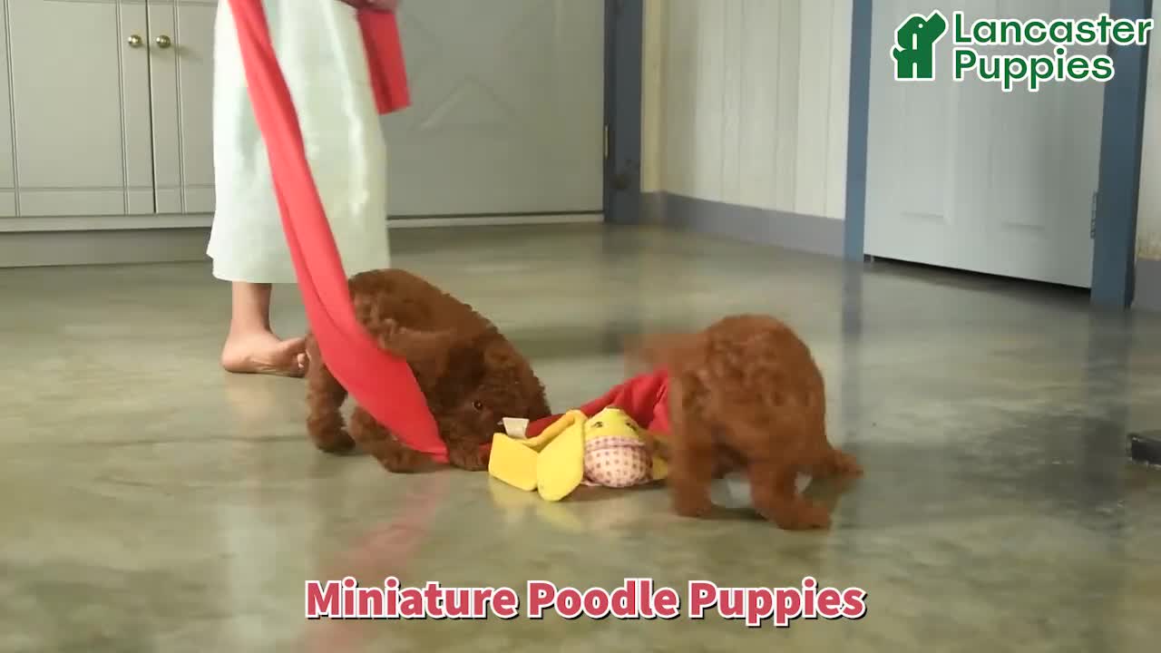 Miniature Poodle dogs for sale: Addie  - Video 1