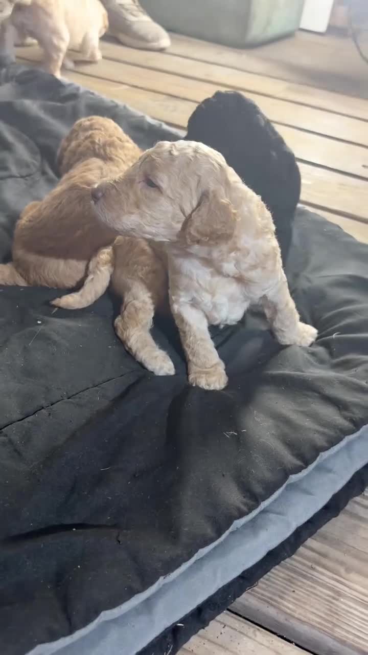 Standard Poodle dogs for sale: Standard Poodle 5 - Video 1