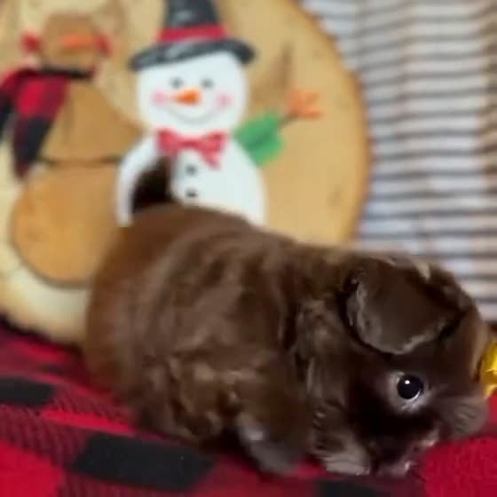 Shih Tzu dogs for sale: Peanut - Video 1