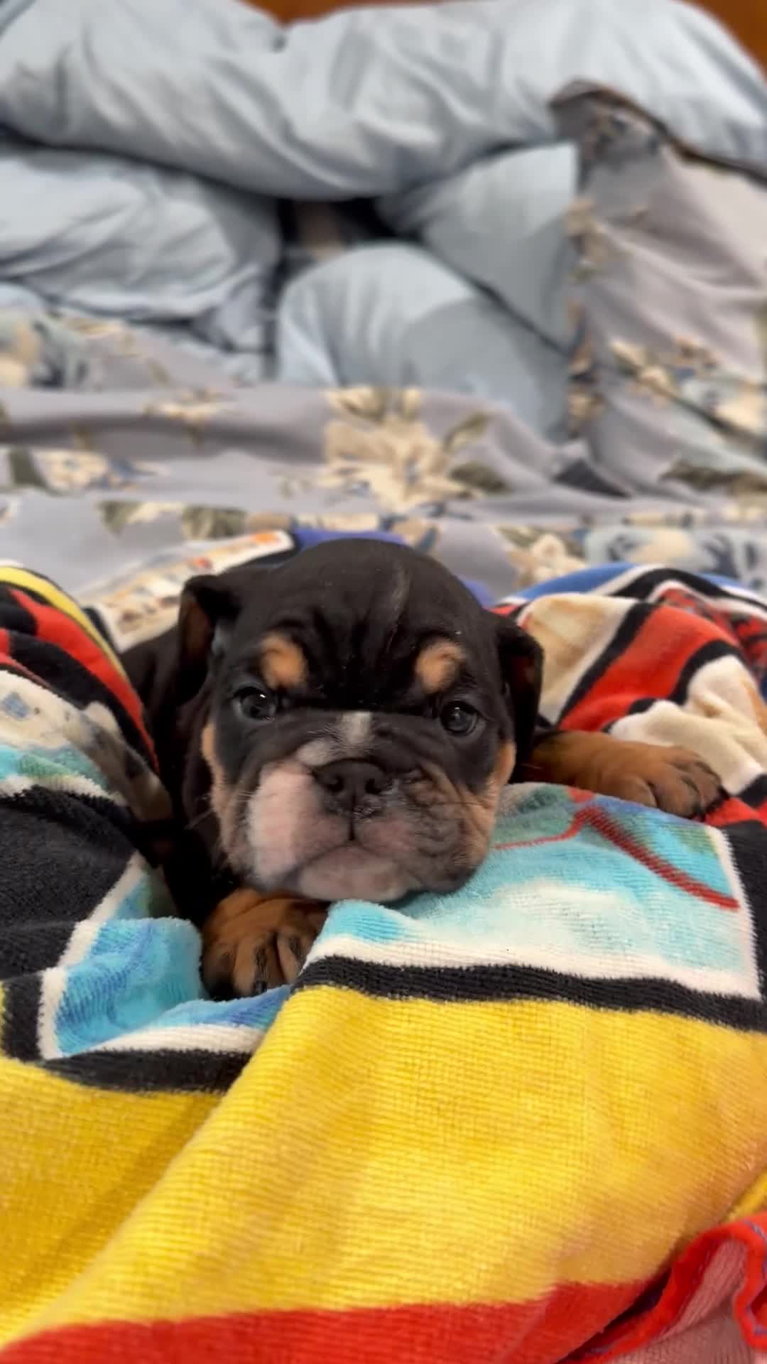 English Bulldog dogs for sale: English Bulldog 1 - Video 1