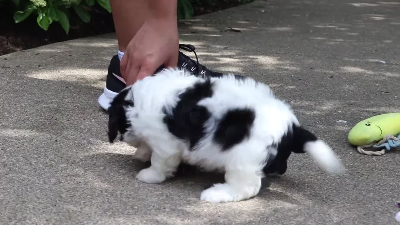 Cavachon dogs for sale: Darla - Video 1