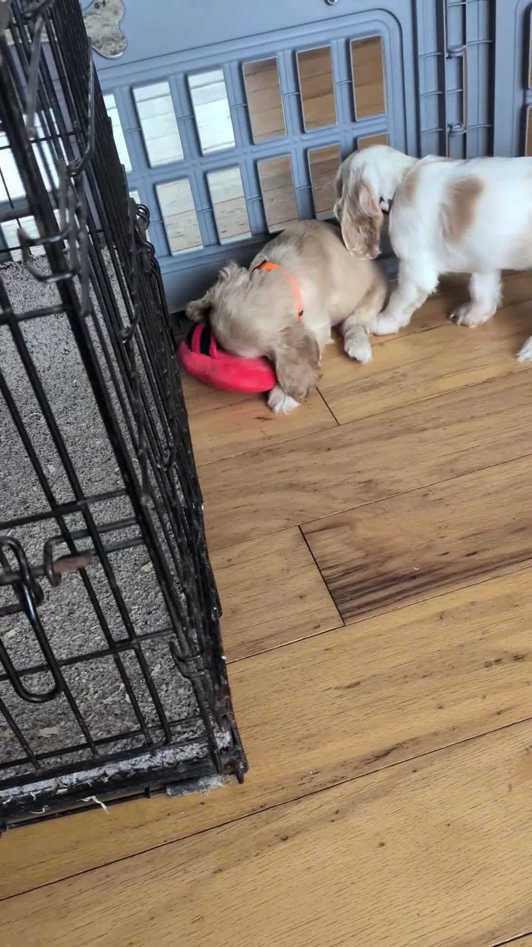 Cocker Spaniel dogs for sale: Zen - Video 1