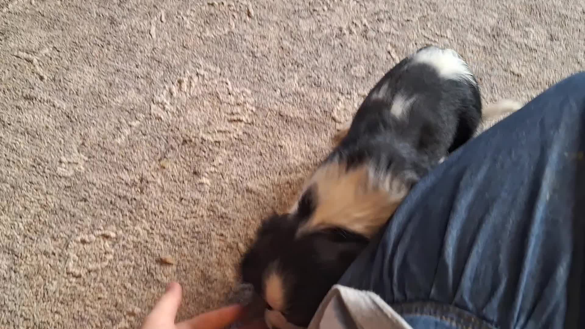 Cavalier King Charles Spaniel dogs for sale: Wesley - Video 2