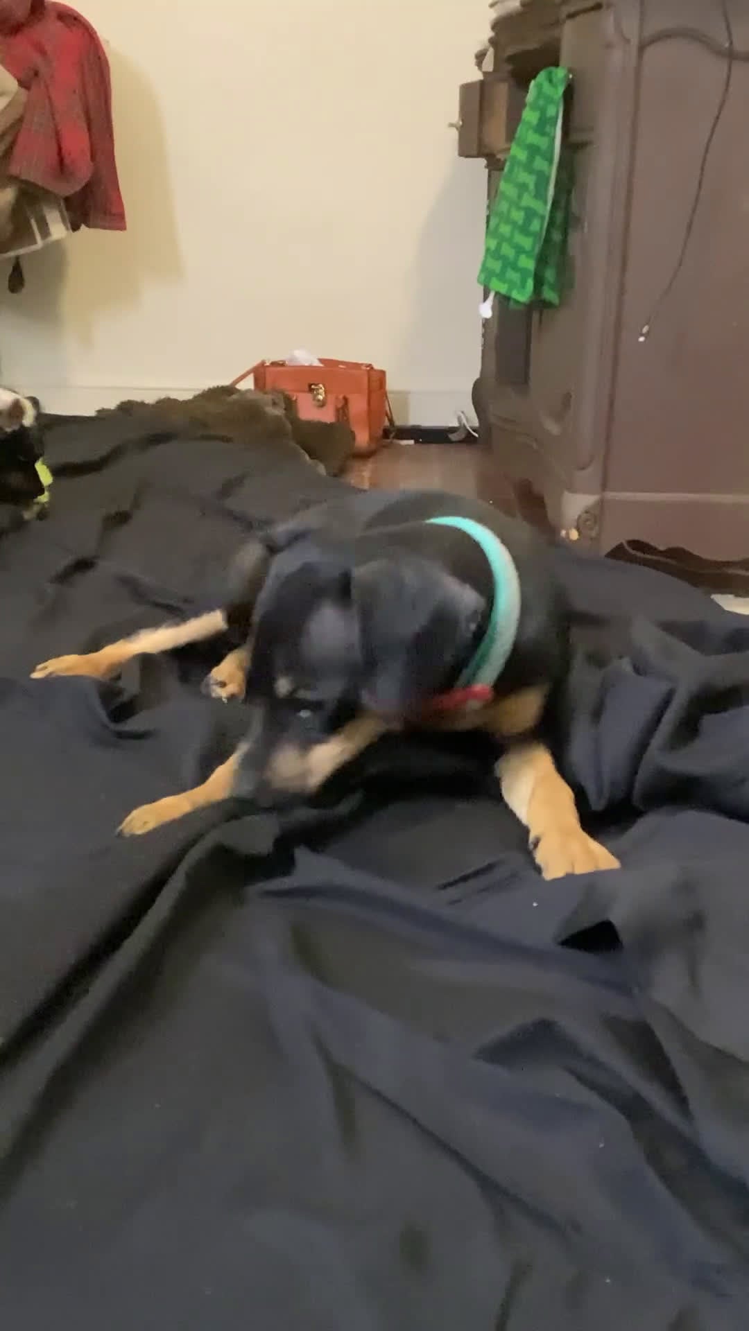 Mixed Breed dogs for sale: Pocket Pet 1 - Video 4