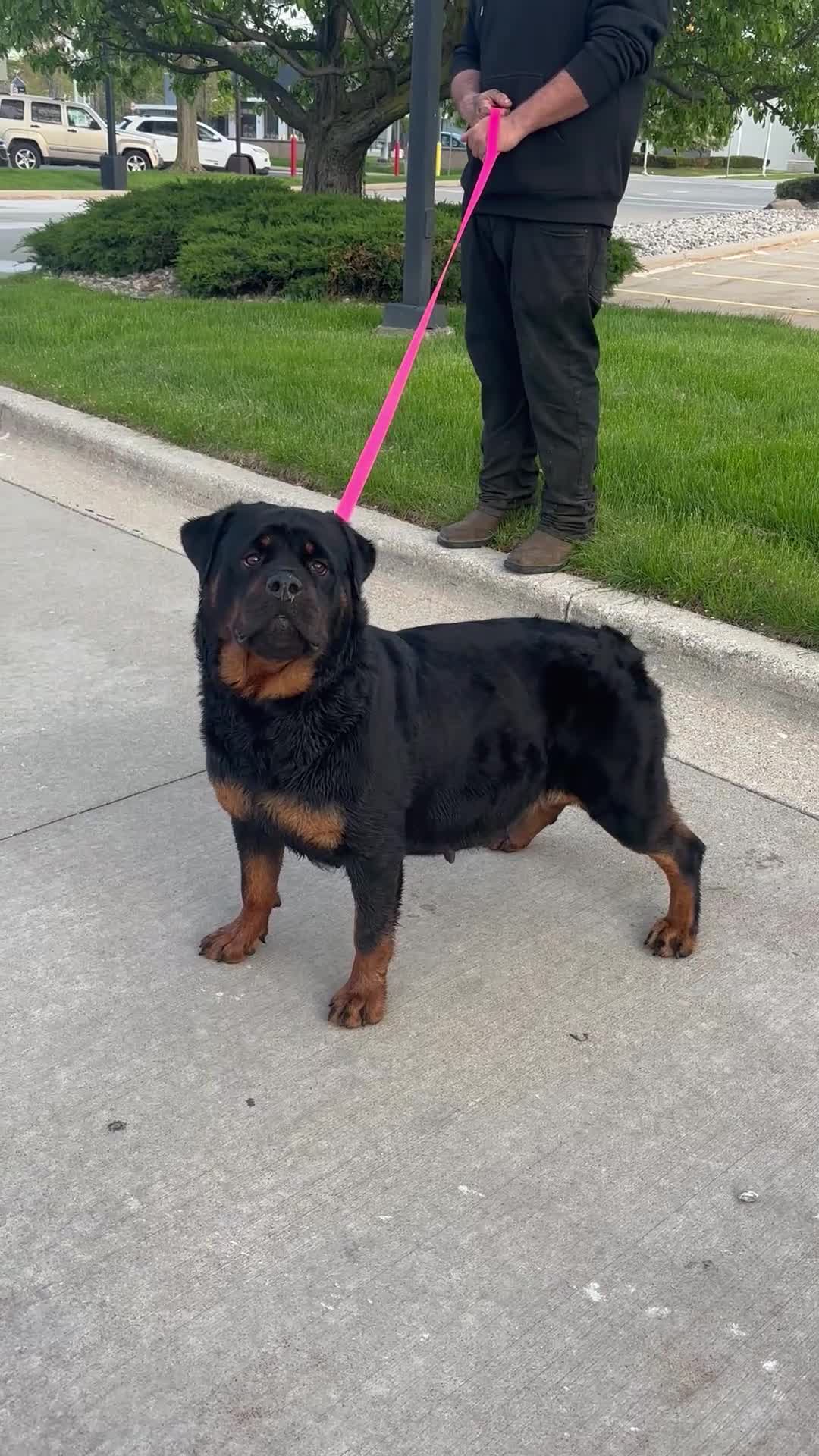 Rottweiler dogs for sale: Rottweiler 1 - Video 2