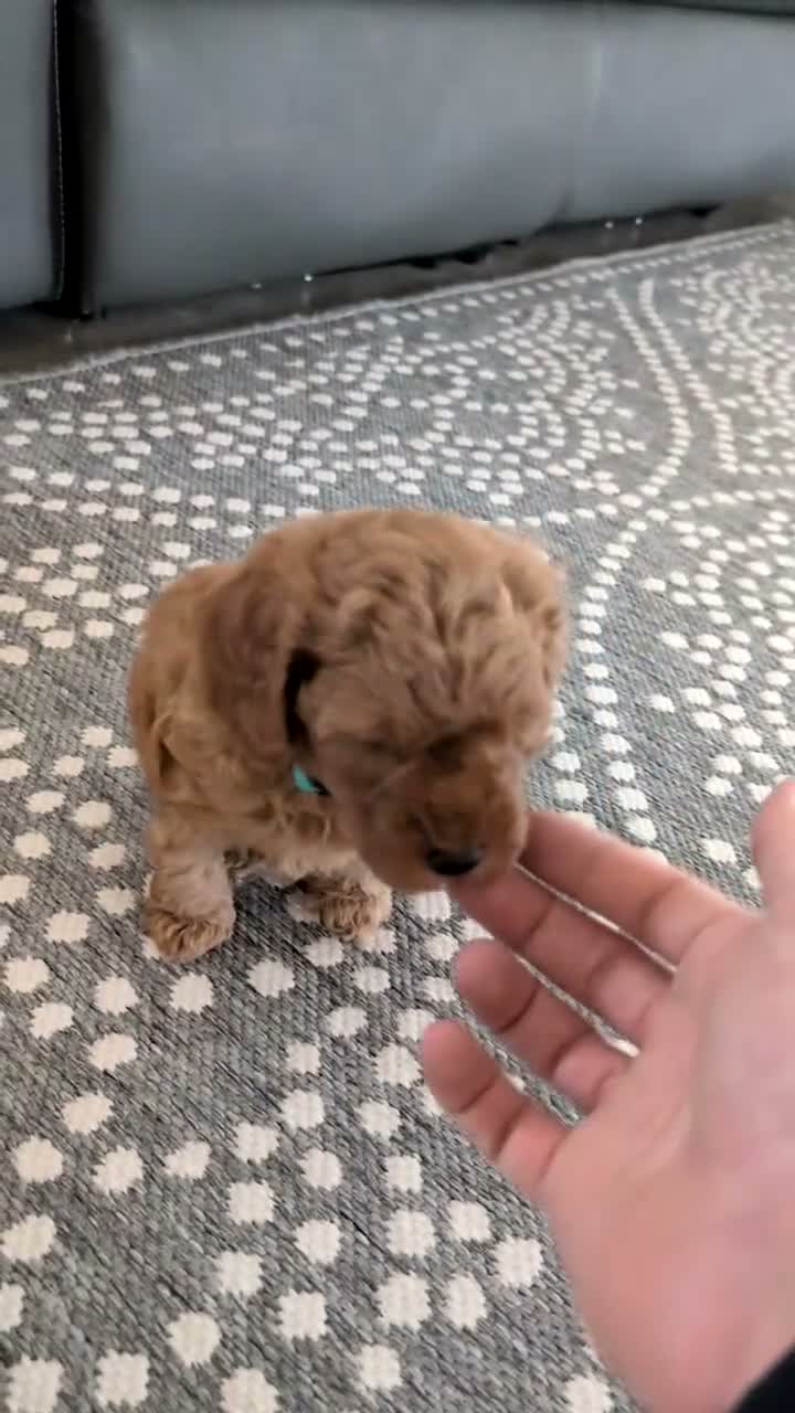 Toy Poodle dogs for sale: Wyman - Video 1