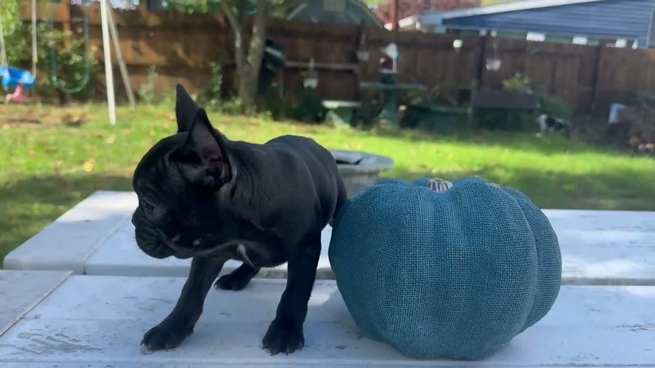French Bulldog dogs for sale: Rocky - Video 1