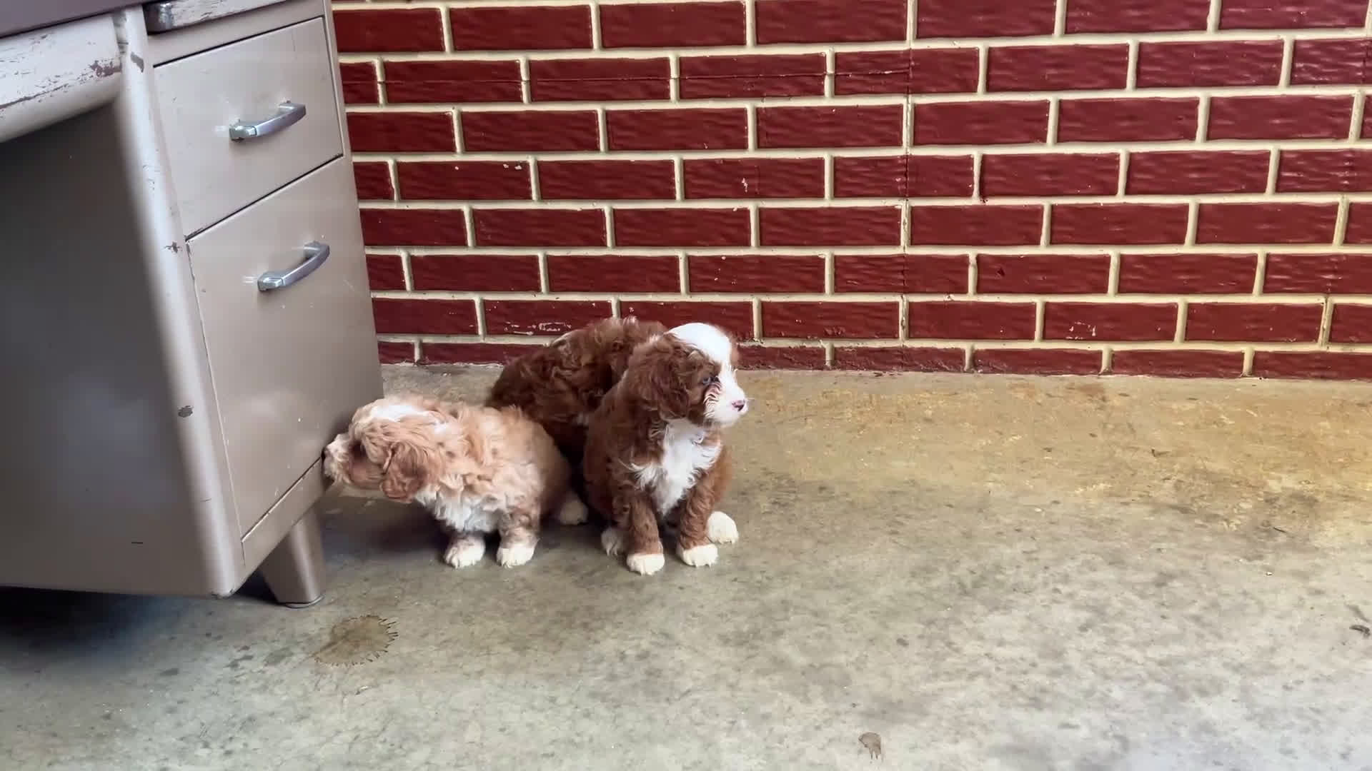 Cavapoo dogs for sale: Cheyenne - Video 1
