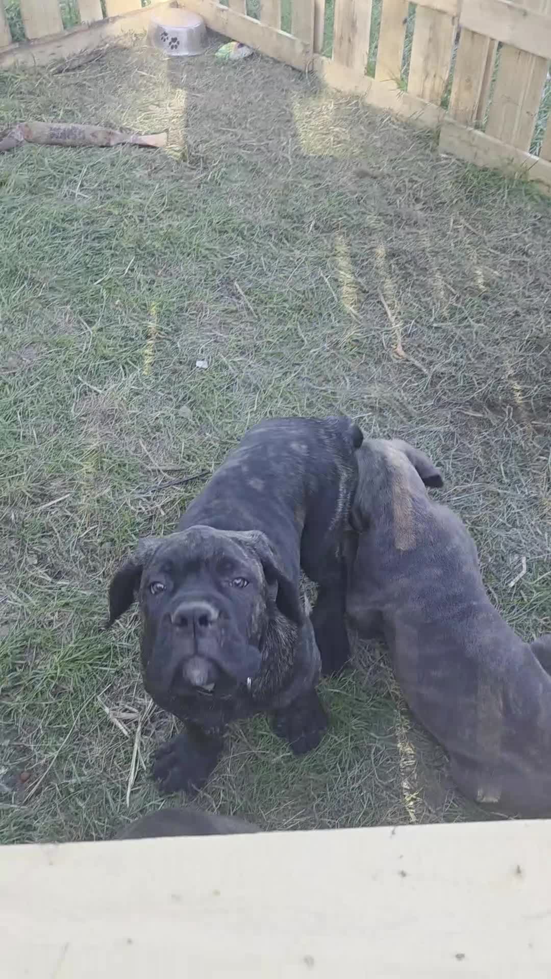 Cane Corso dogs for sale: Cane Corso Puppy 1 - Video 1