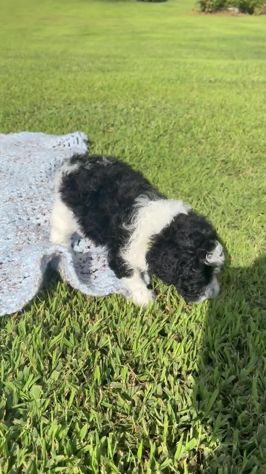Standard Poodle dogs for sale: Lime - Video 1