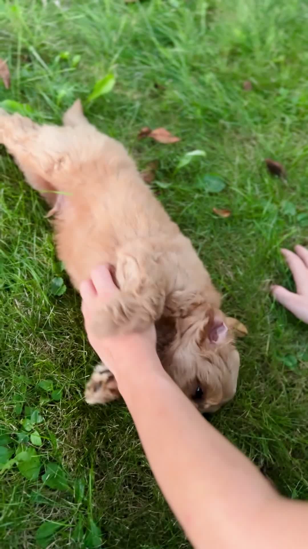 Mini Goldendoodle dogs for sale: Percy - Video 1