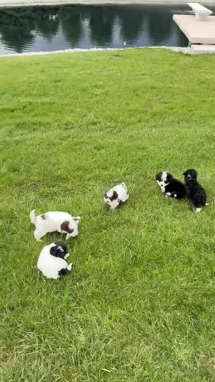 Mini Bernedoodle dogs for sale: Mini Brynn - Video 5