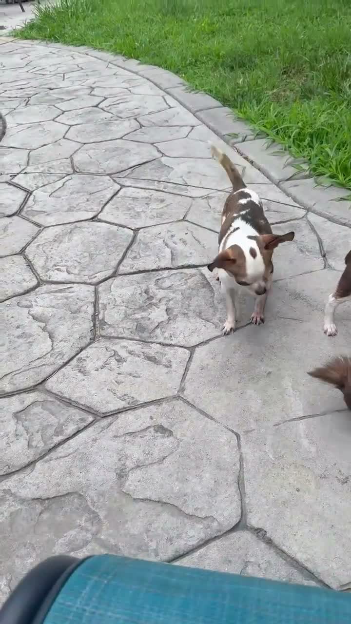 Chihuahua dogs for sale: Bambi AKC Stud - Video 1