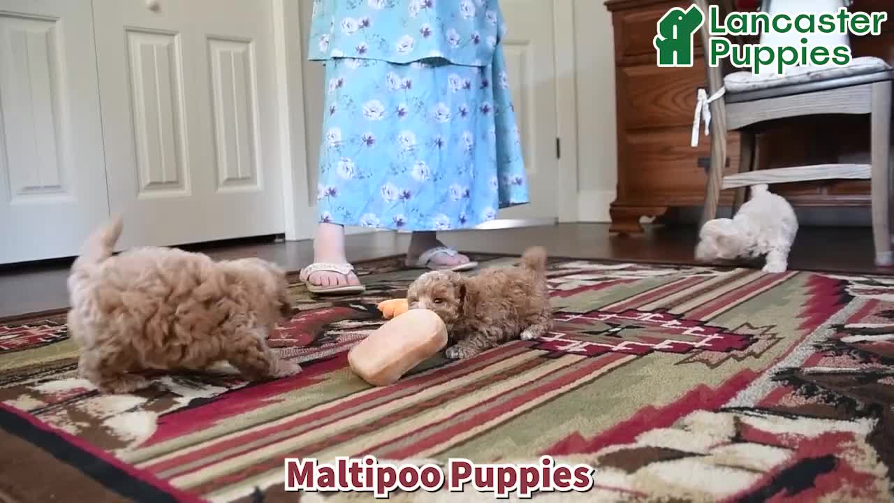 Maltipoo dogs for sale: Isaiah - Video 1
