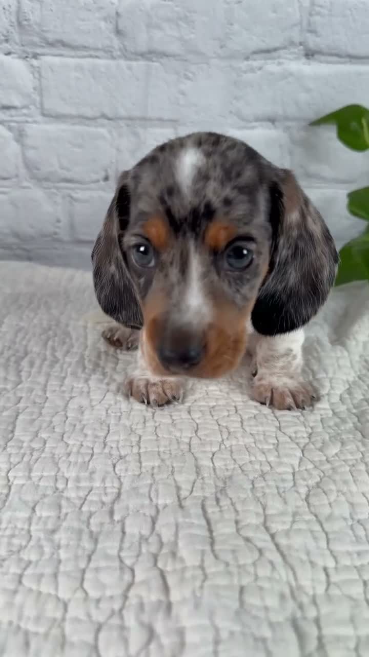 Miniature Dachshund dogs for sale: Hans - Video 1