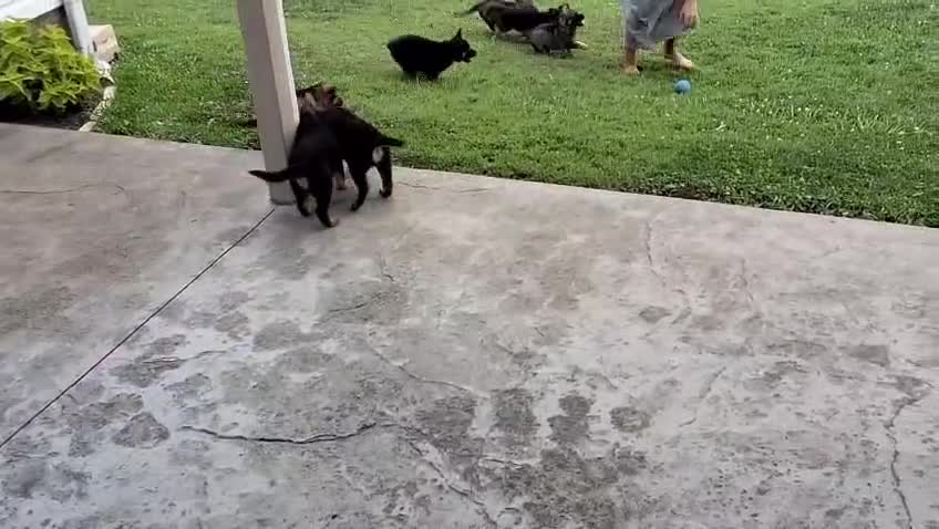 German Shepherd dogs for sale: Hunter  - Video 1