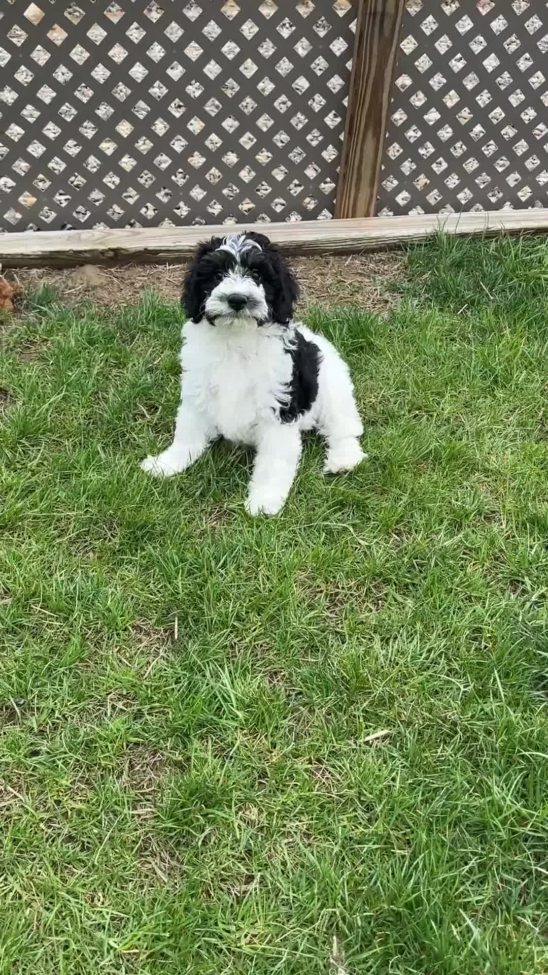 Bernedoodle dogs for sale: Bash  - Video 1