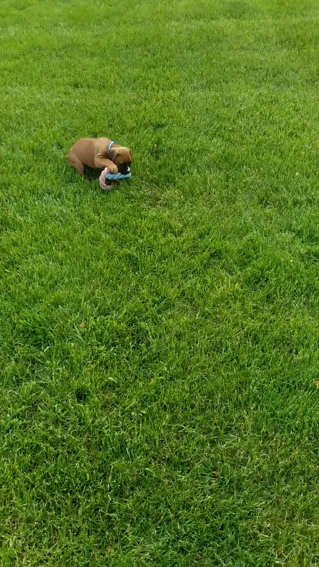 Boxer dogs for sale: Max - Video 1