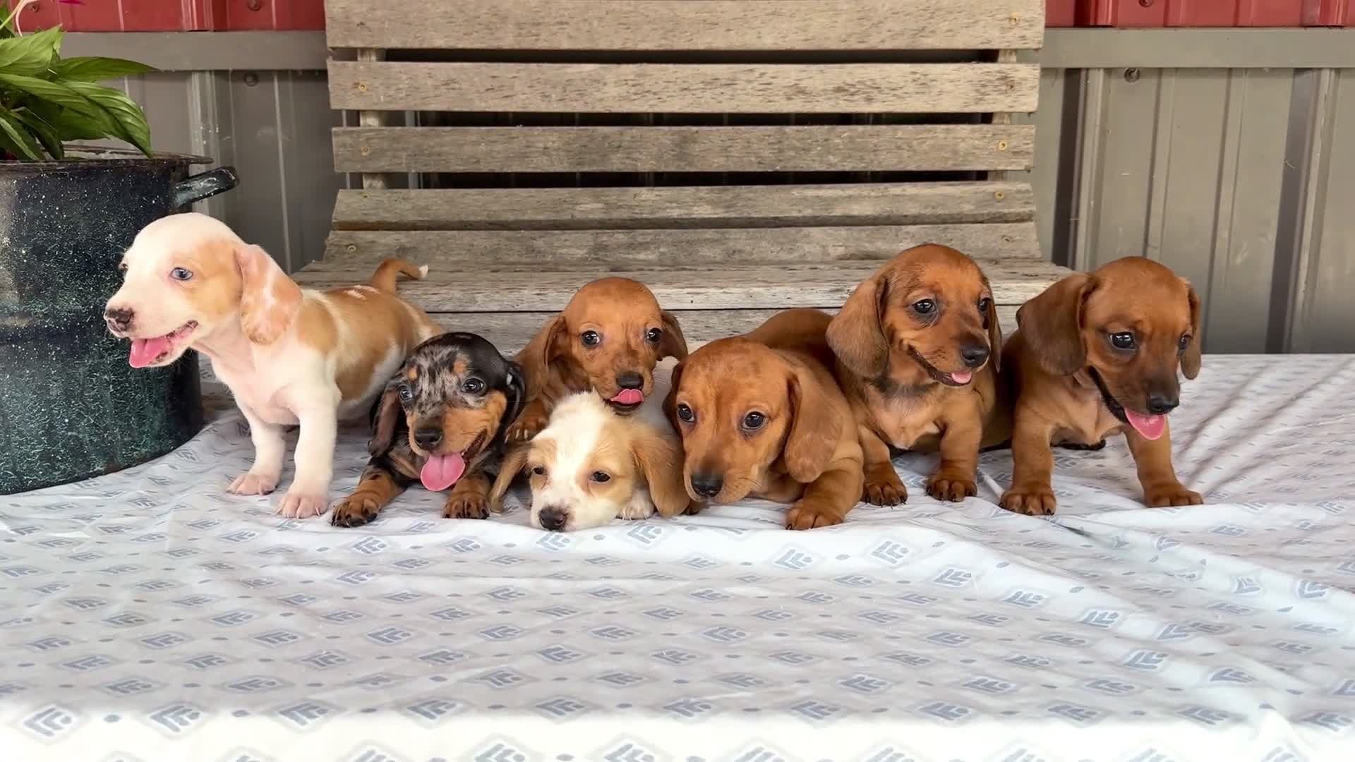 Miniature Dachshund dogs for sale: Charlotte - Video 1