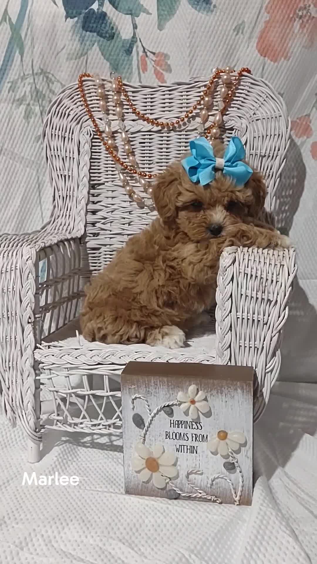 Shihpoo dogs for sale: Shihpoo Puppy 7 Marlee - Video 1